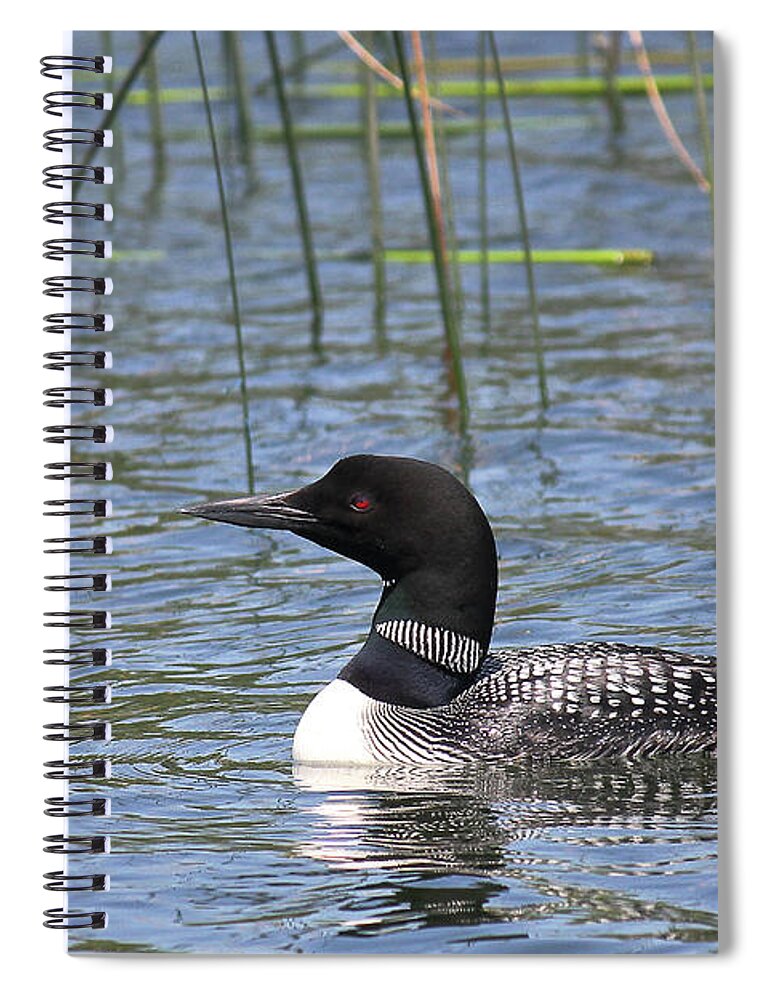 Common Loon Spiral Notebook featuring the photograph Minnesota State Bird by Penny Meyers