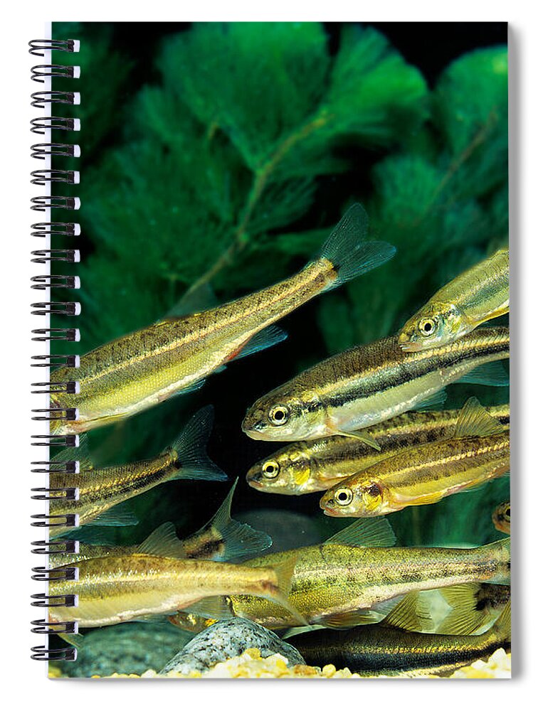 Adult Spiral Notebook featuring the photograph Minnow Phoxinus Phoxinus by Gerard Lacz