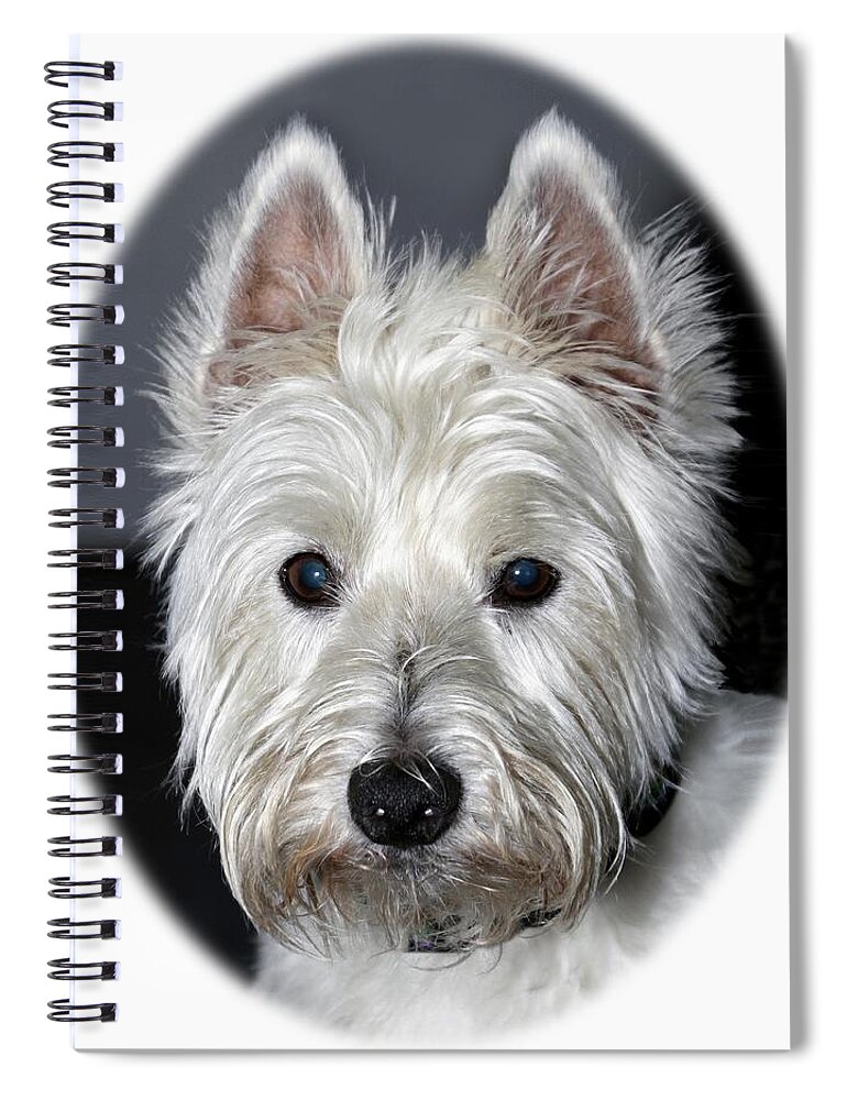 Purebred Spiral Notebook featuring the photograph Mischievous Westie Dog by Bob Slitzan
