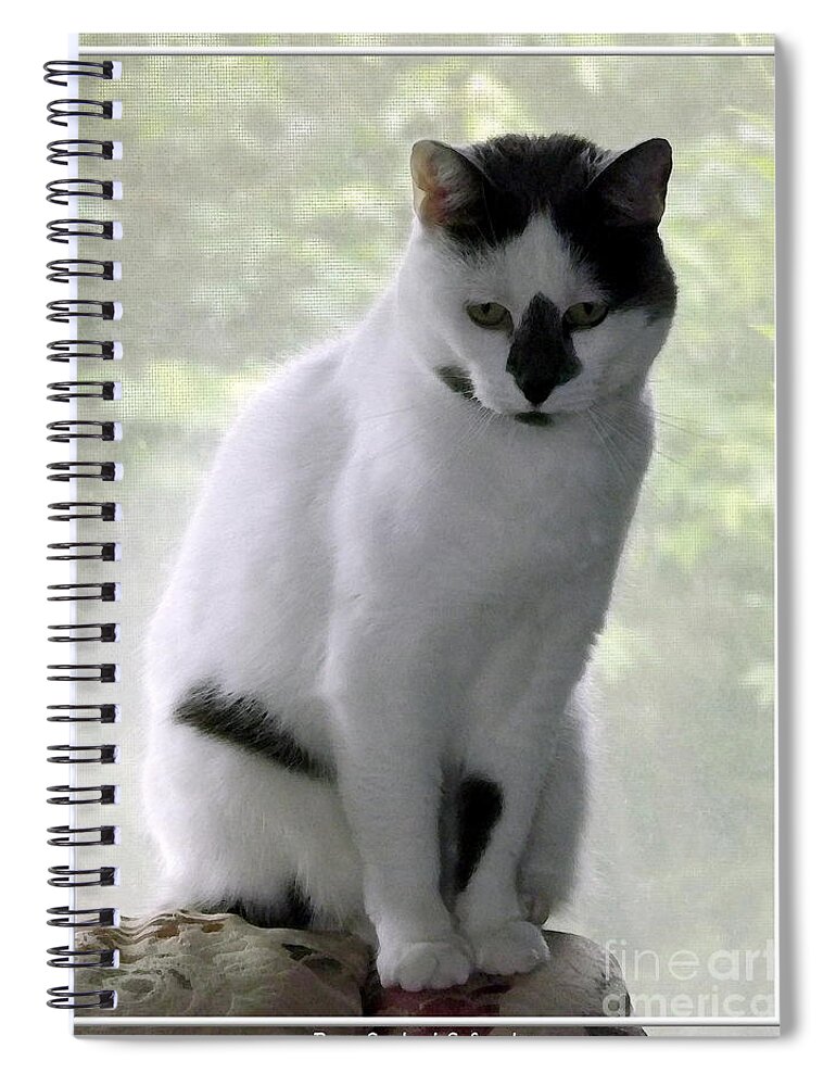 Cat Spiral Notebook featuring the photograph Miss Jerrie Cat with Watercolor Effect by Rose Santuci-Sofranko