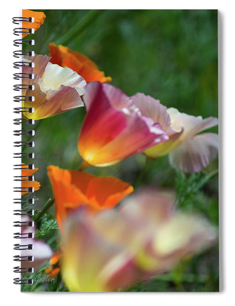 Poppies Spiral Notebook featuring the photograph Mission Bell Poppies by Steph Gabler