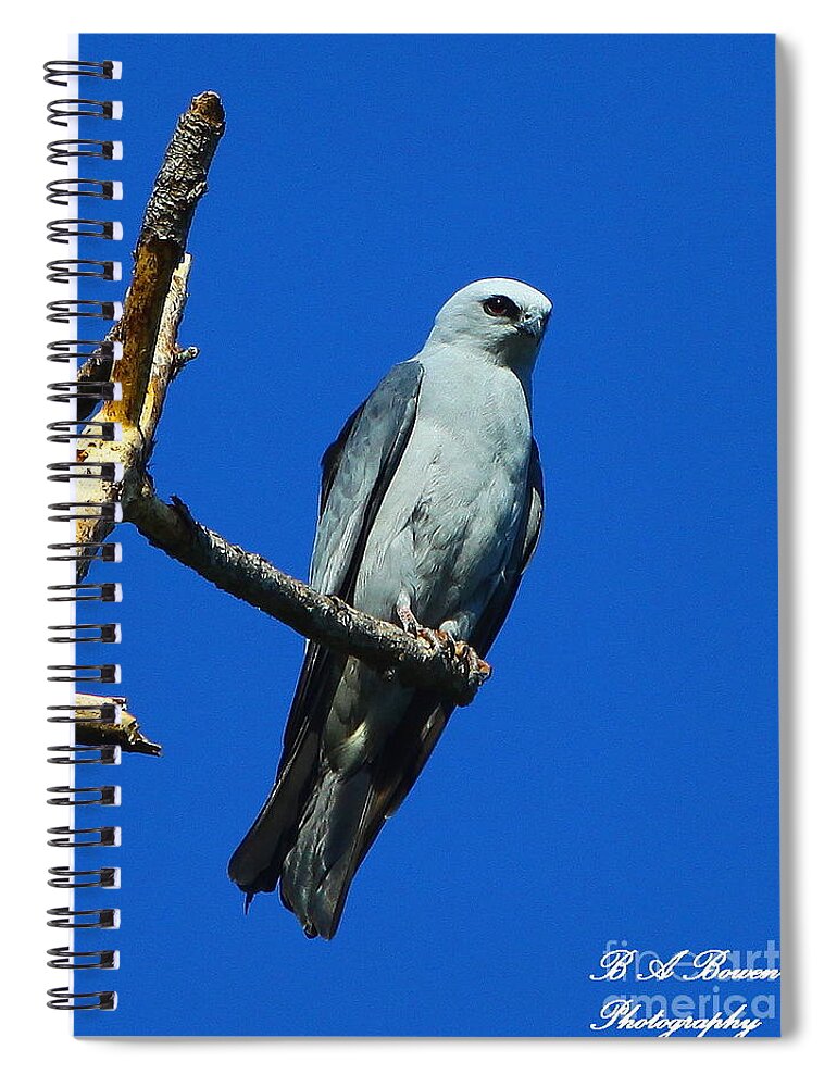 Mississippi Kite Spiral Notebook featuring the photograph Mississippi Kite by Barbara Bowen