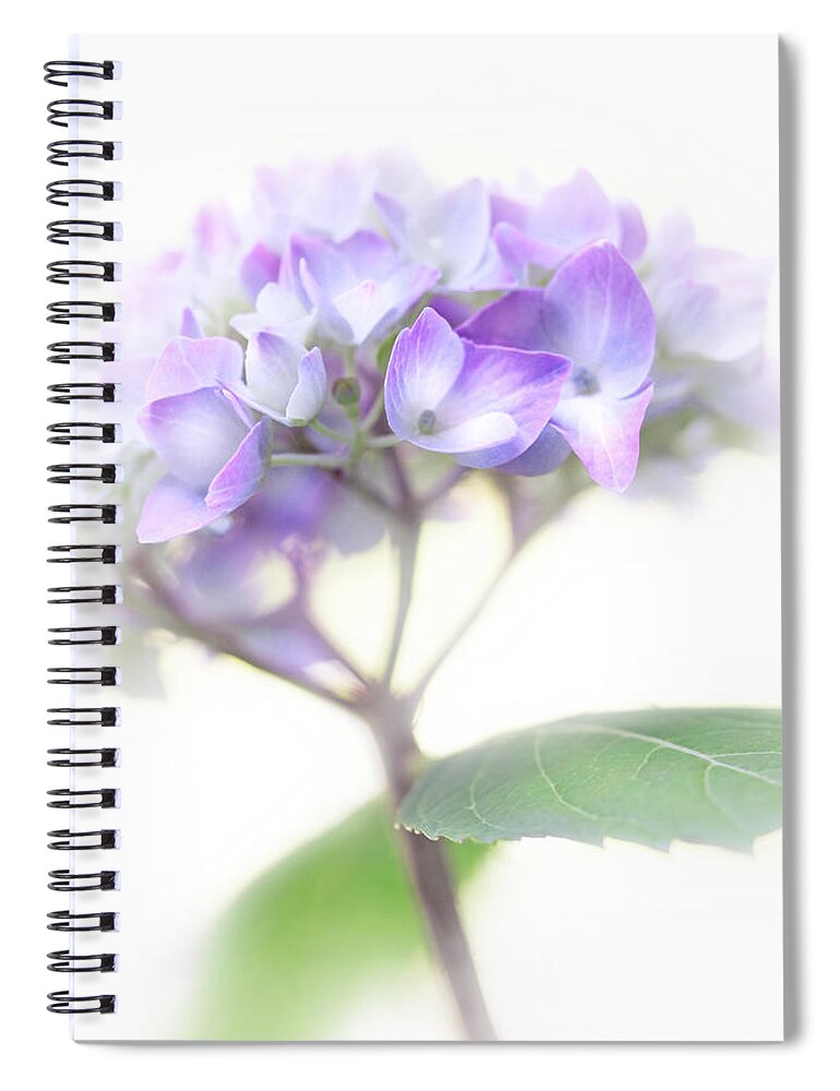 Hydrangea Spiral Notebook featuring the photograph Misty Hydrangea Flower by Jennie Marie Schell