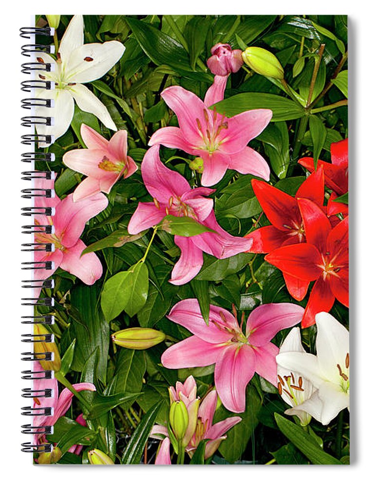 Asiatic Lilies Spiral Notebook featuring the photograph Mixed Assorted Asiatic Lilies flower by Anthony Totah