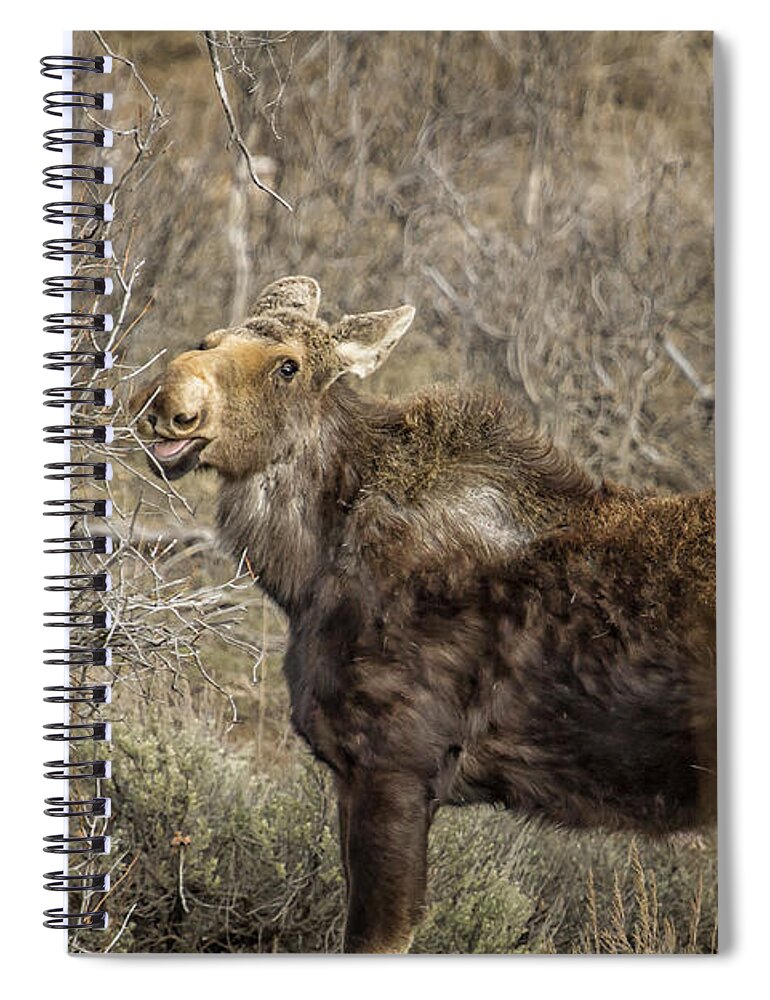 Moose Spiral Notebook featuring the photograph Mmm mmm Good by Belinda Greb