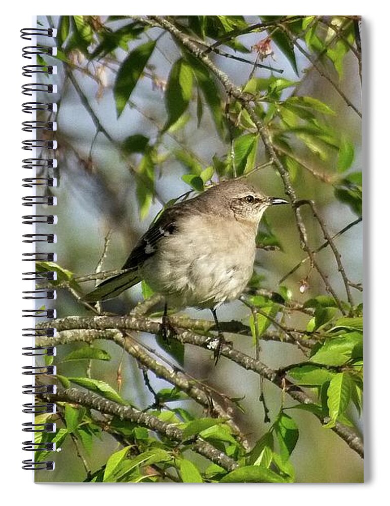 Wildlife Spiral Notebook featuring the photograph Mocking Bird Enjoying the Sun by John Benedict
