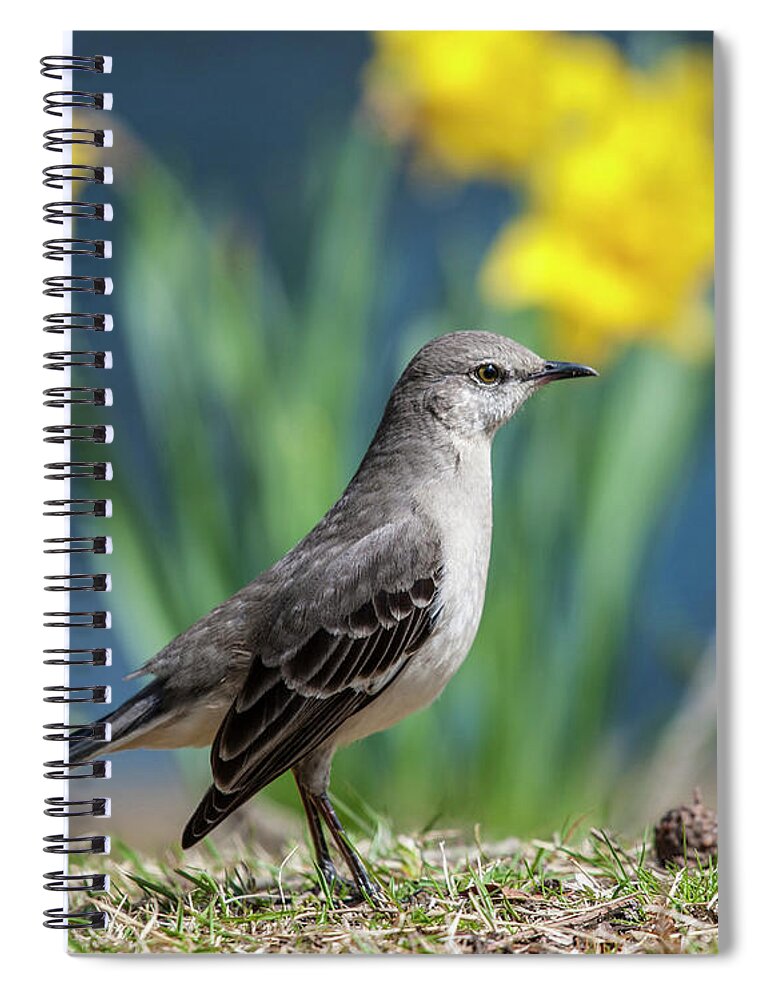 Mockingbird Spiral Notebook featuring the photograph Mockingbird 4512 by Cathy Kovarik