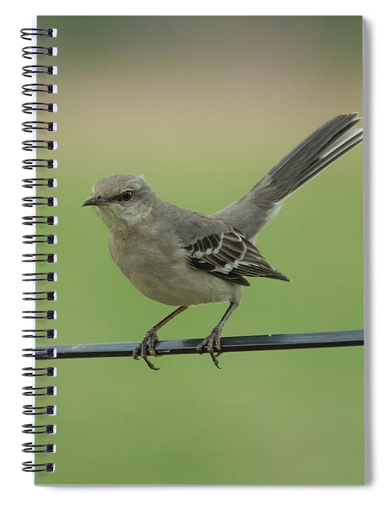 Jan Spiral Notebook featuring the photograph Mockingbird by Holden The Moment