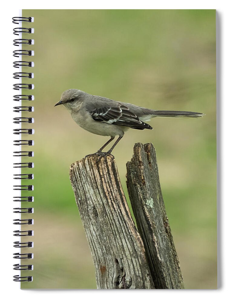 Jan Holden Spiral Notebook featuring the photograph Perched on an Old Fence by Holden The Moment