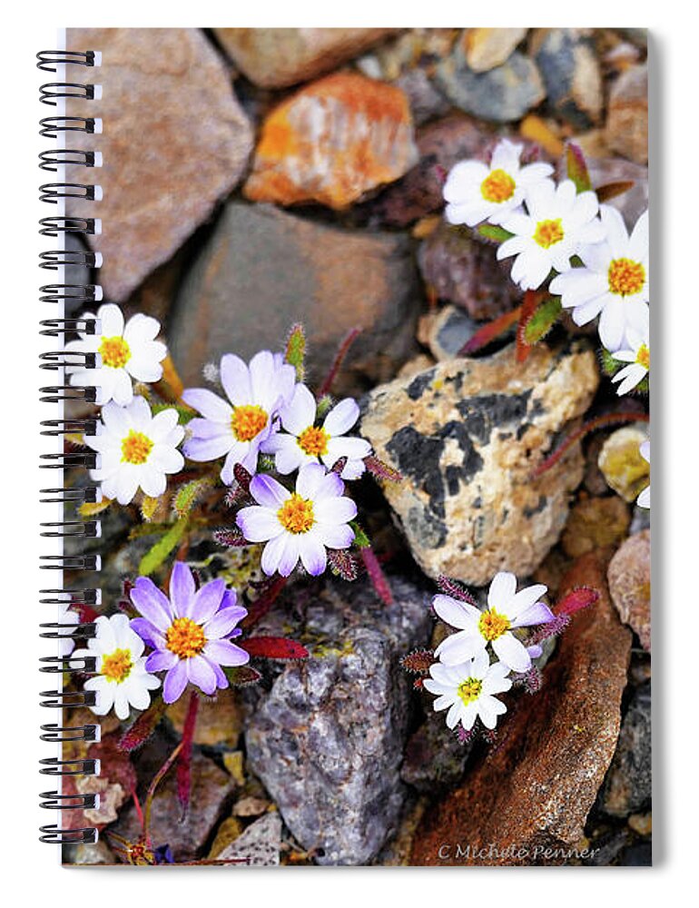 Mojave Desertstar Spiral Notebook featuring the photograph Mojave Desertstar by Michele Penner