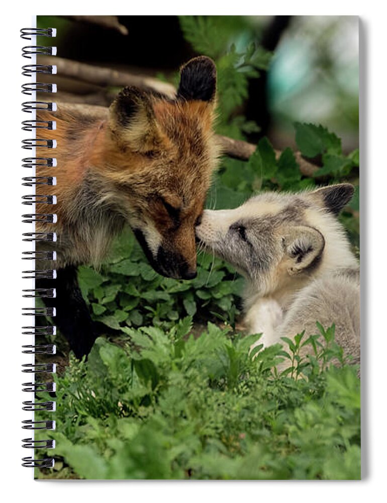Fox Spiral Notebook featuring the photograph Mom and her beautiful cub by Sam Rino