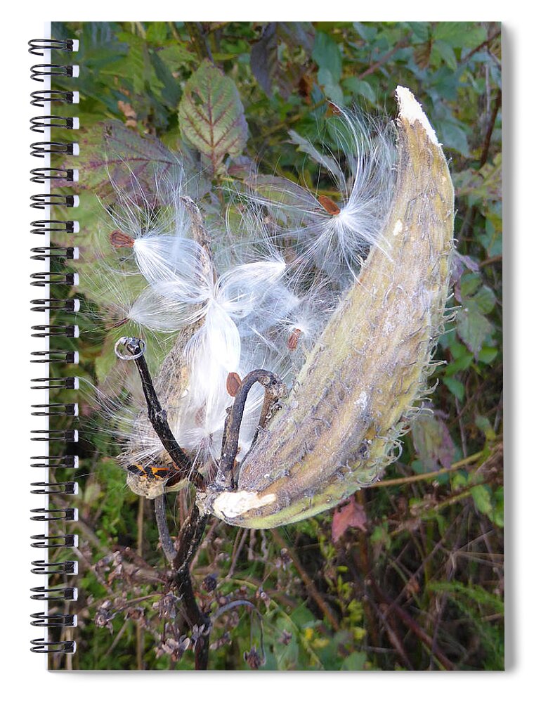 Interesting Weeds Spiral Notebook featuring the photograph Moment in the life of a Milkweed by Joel Deutsch
