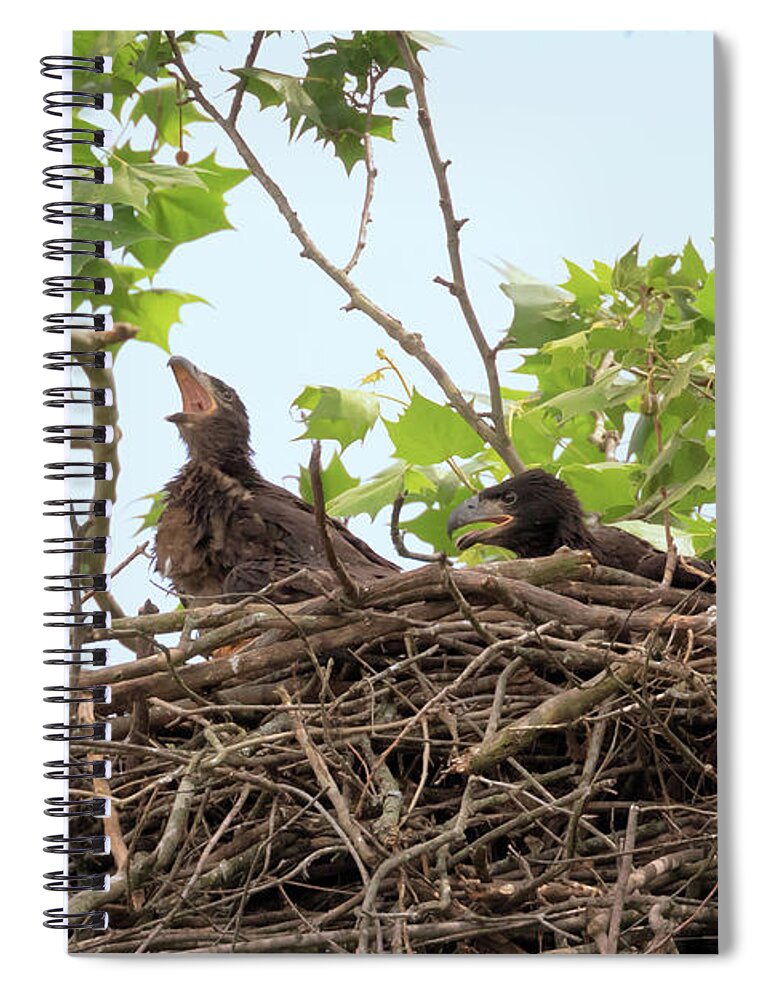 Bald Eagle Spiral Notebook featuring the photograph Momma's Little Angels 2 by Susan Rissi Tregoning