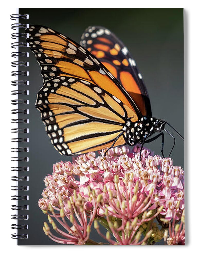 Monarch Butterfly Spiral Notebook featuring the photograph Monarch 2018-6 by Thomas Young