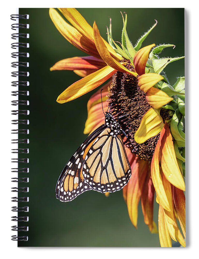 Monarch Butterfly Spiral Notebook featuring the photograph Monarch 2018-7 by Thomas Young