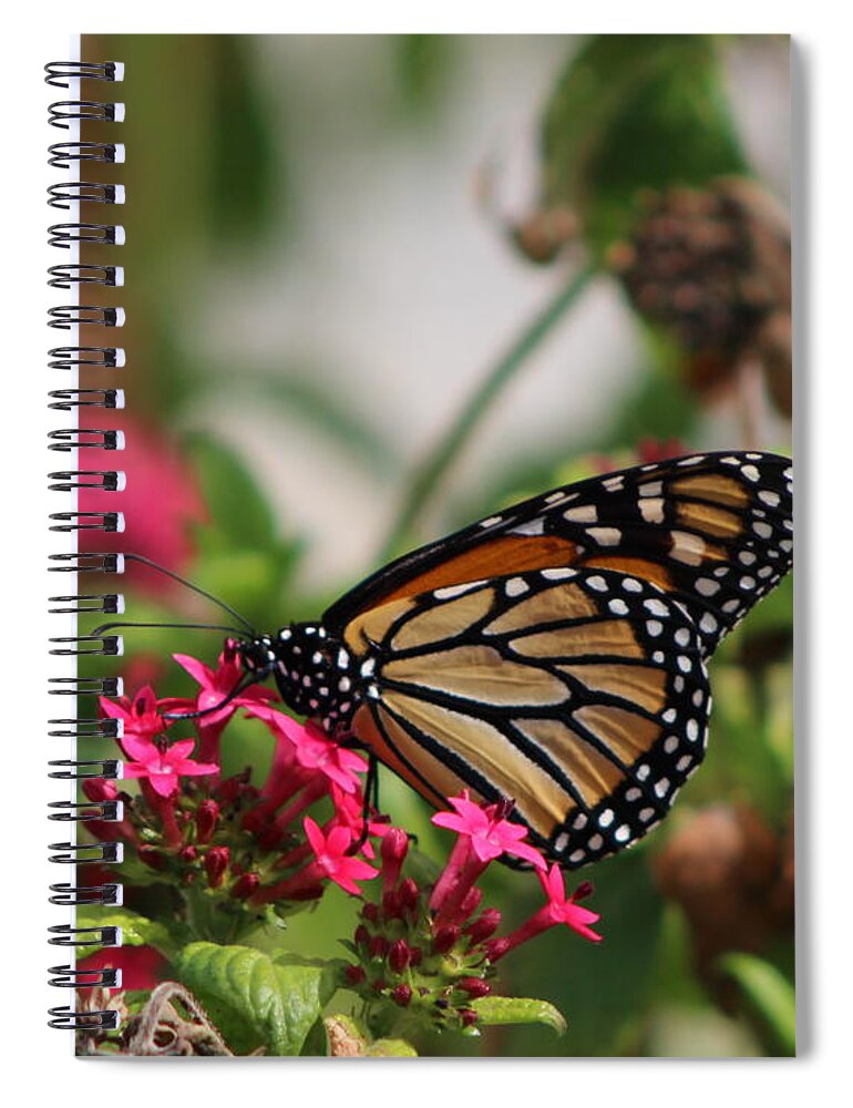 Monarch Butterfly Spiral Notebook featuring the photograph Monarch Butterfly on Fuchsia by Colleen Cornelius
