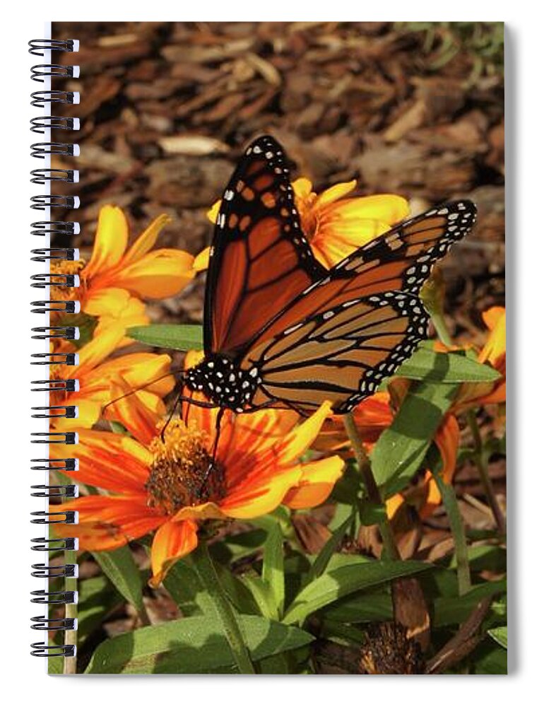Monarch Spiral Notebook featuring the photograph Monarch Butterflies by Megan Cohen
