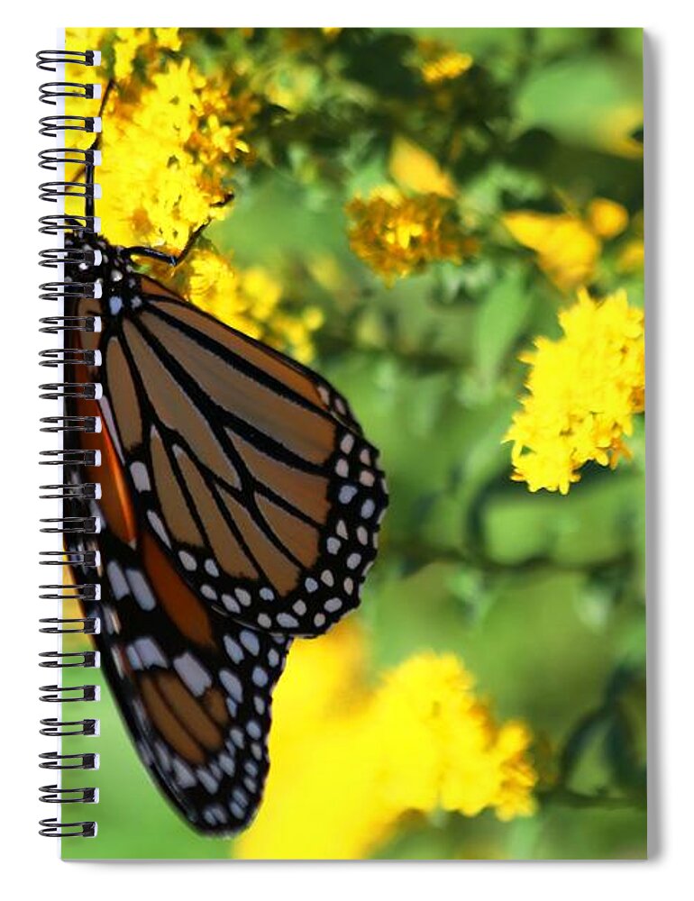 Monarch Butterfly Spiral Notebook featuring the photograph Monarch Butterfly II by Carol Montoya