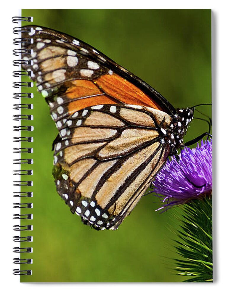 Animal Spiral Notebook featuring the photograph Monarch Butterfly on a Thistle by Jeff Goulden