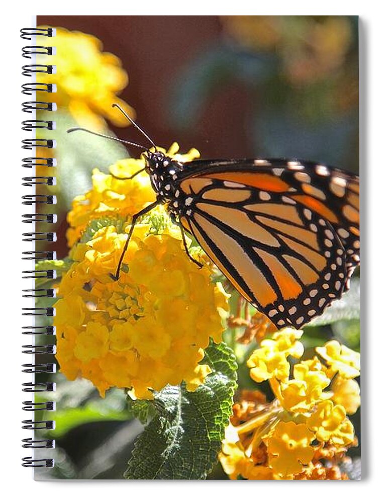 Monarch Spiral Notebook featuring the photograph Monarch Butterfly on Lantana by Liz Vernand