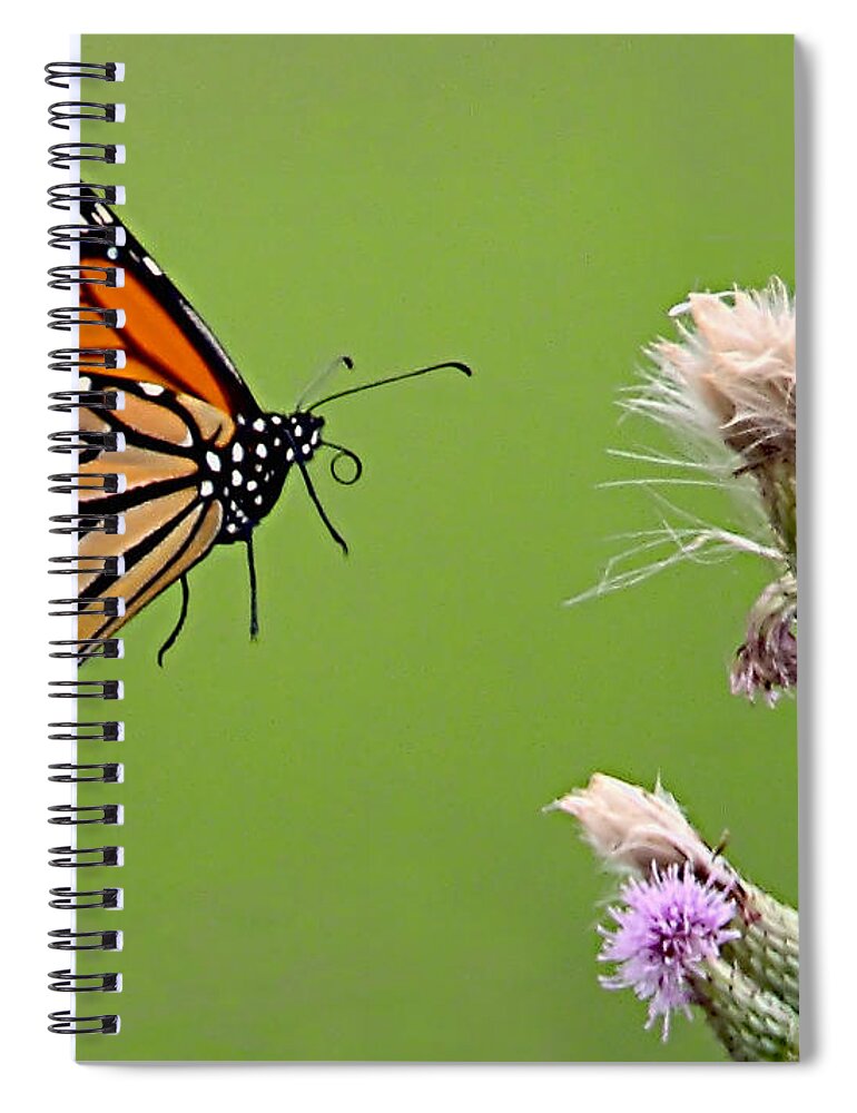 Butterfly Spiral Notebook featuring the photograph Monarch Butterfly by William Jobes