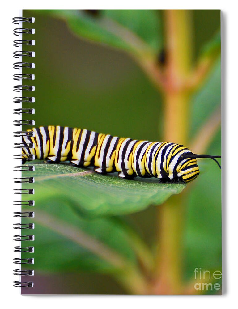 Monarch Spiral Notebook featuring the photograph Monarch Caterpillar on Milkweed by Kerri Farley