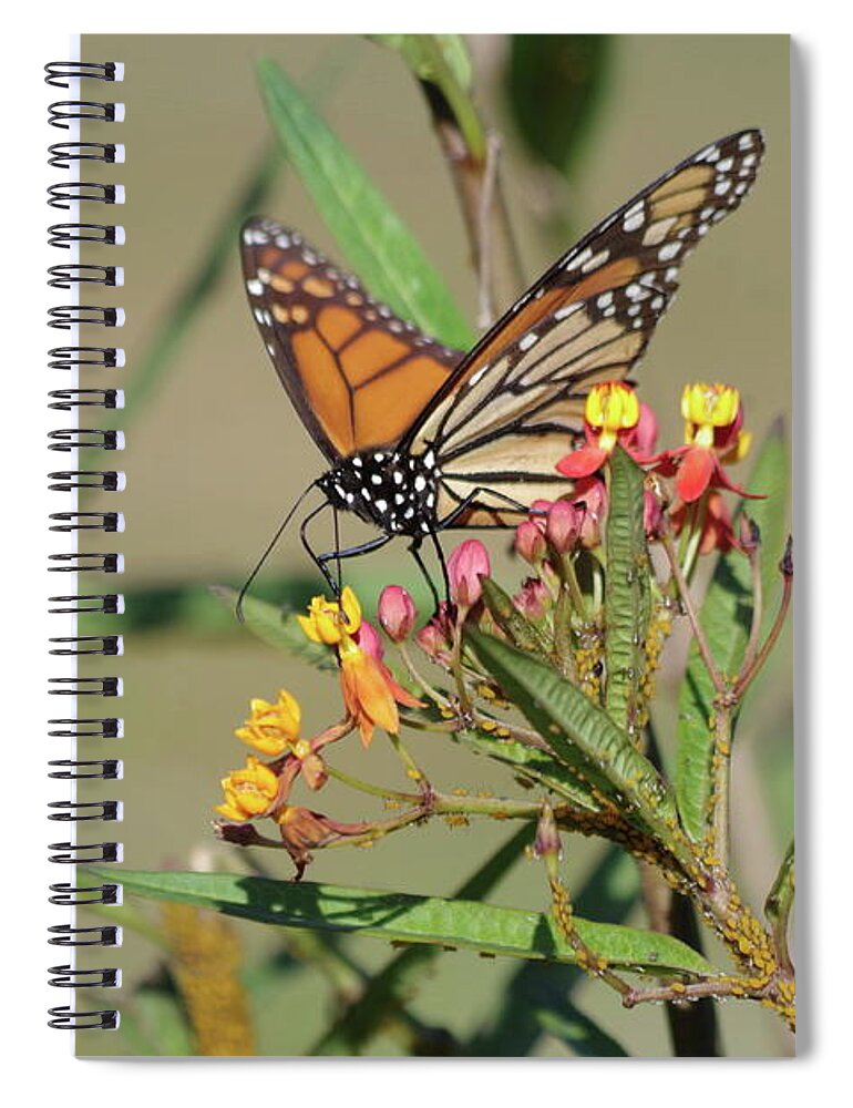 Monarch Spiral Notebook featuring the photograph Monarch feeding by Tannis Baldwin