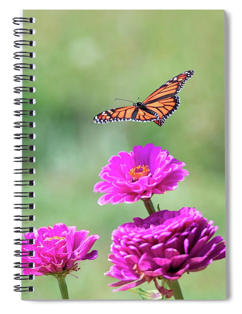 Butterfly Flying Flight Mid-air Mid Air Monarch Inset Butterflies Flowers Garden Botany Botanical Outside Outdoors Nature Natural Brian Hale Brianhalephoto Ma Mass Massachusetts Newengland New England U.s.a. Usa Spiral Notebook featuring the photograph Monarch in Flight 2 by Brian Hale
