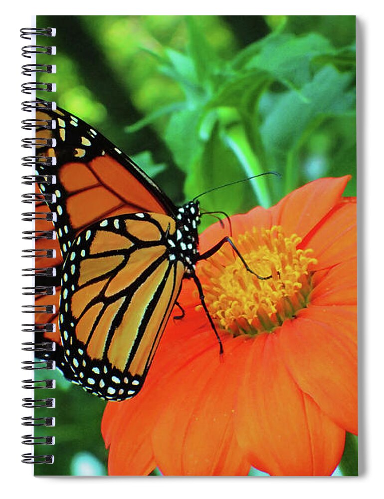 Monarch Spiral Notebook featuring the photograph Monarch on Mexican Sunflower by Nicole Angell
