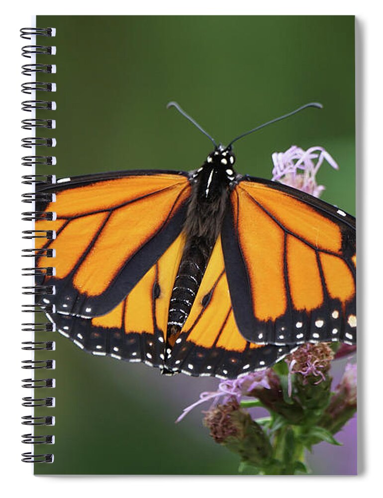 Monarch Butterfly Spiral Notebook featuring the photograph Monarch on Spiked Blazing Star by Robert E Alter Reflections of Infinity