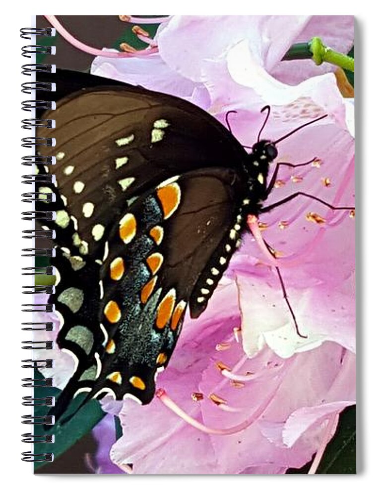 Butterfly Spiral Notebook featuring the photograph Tuesday Two by Dani McEvoy