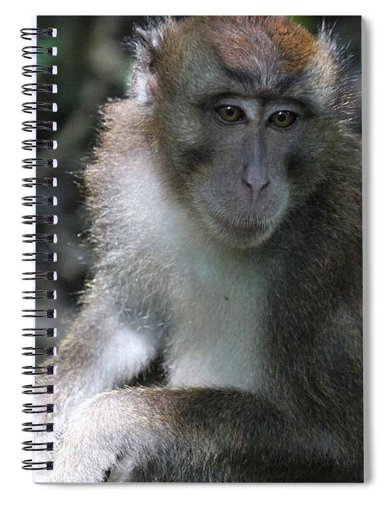 Philippines Spiral Notebook featuring the photograph Monkey Business by Wilko van de Kamp Fine Photo Art