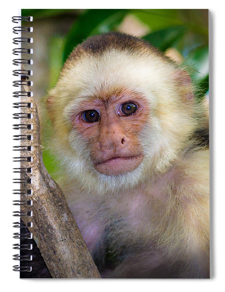 Animals Spiral Notebook featuring the photograph Monkey Portrait by Rikk Flohr