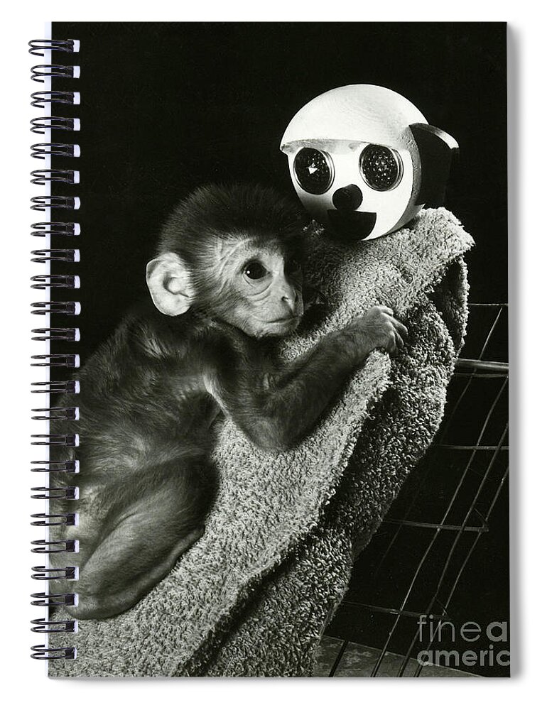 Animal Research Spiral Notebook featuring the photograph Monkey Research by Photo Researchers, Inc.