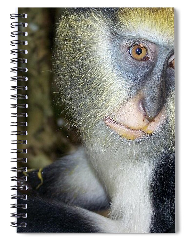 Monkey Spiral Notebook featuring the photograph Monkey with his Mango by Jamie Johnson