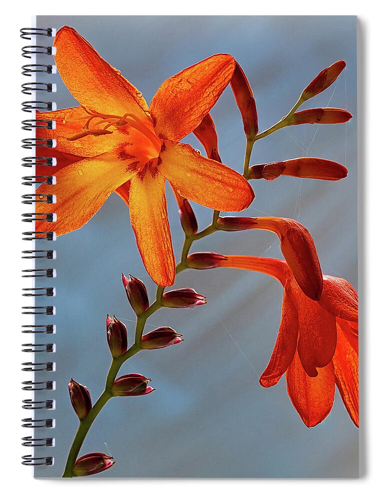 Floral Spiral Notebook featuring the photograph Montbretia 1 by Shirley Mitchell