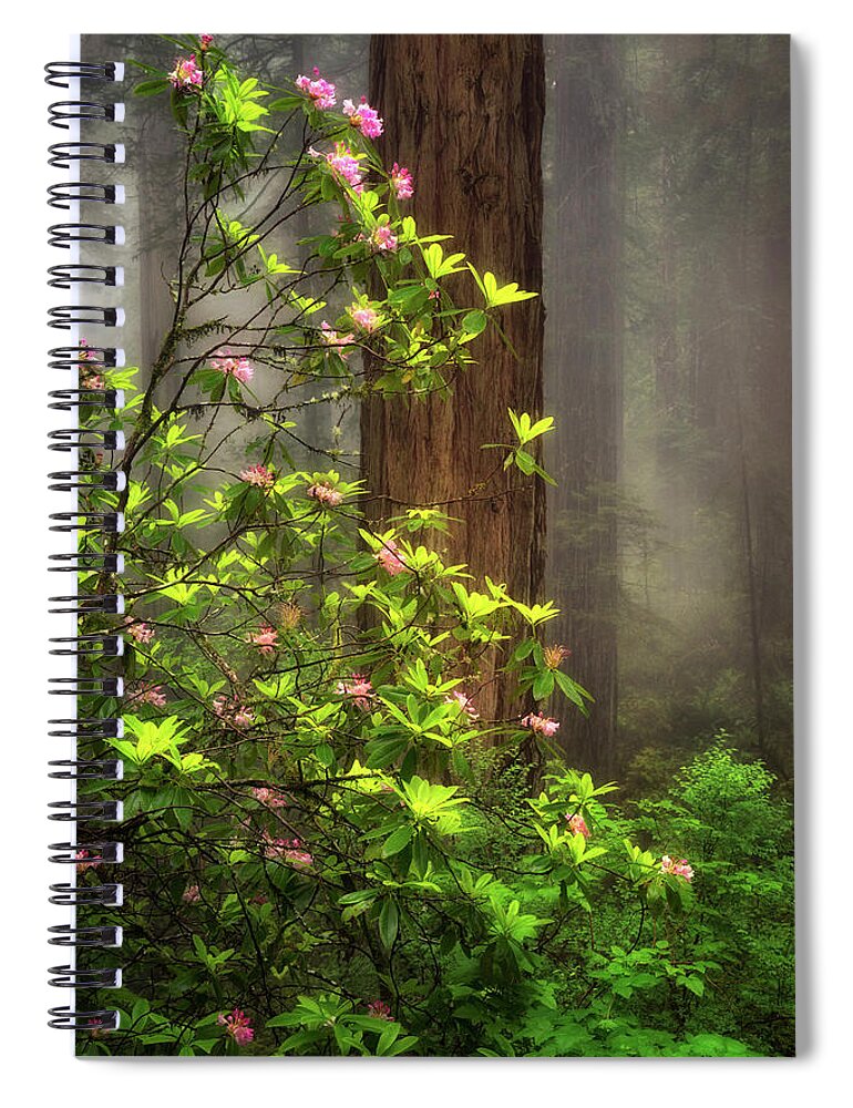 California Spiral Notebook featuring the photograph Moody Forest by Nicki Frates