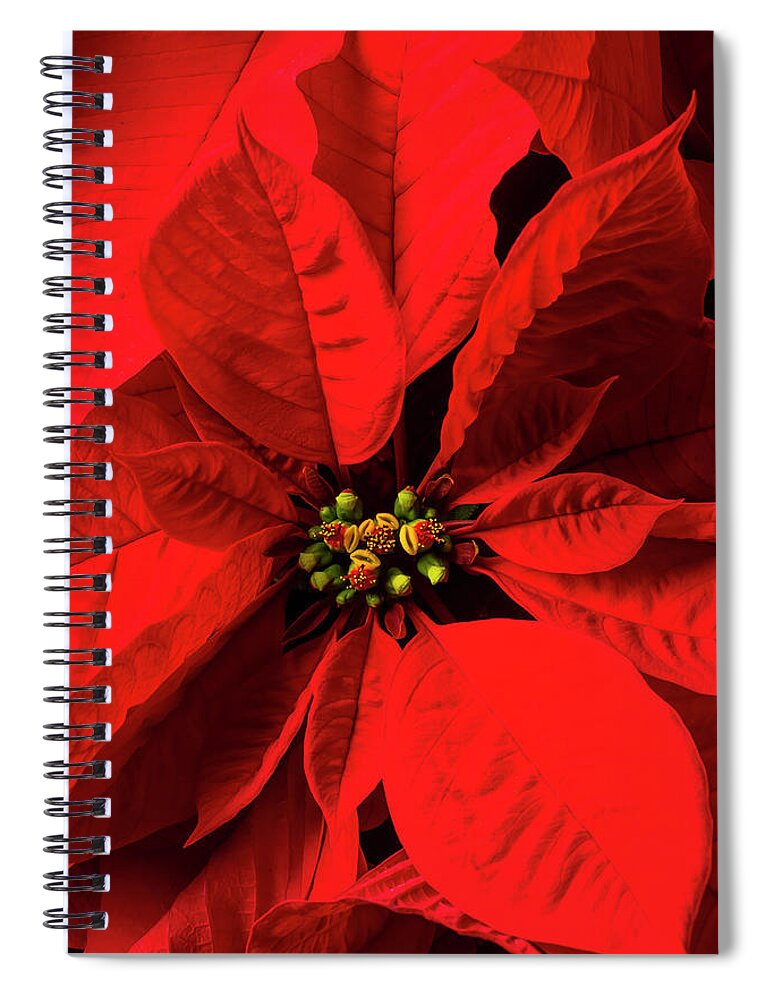 Red Poinsettia Spiral Notebook featuring the photograph Moody poinsettia by Garry Gay