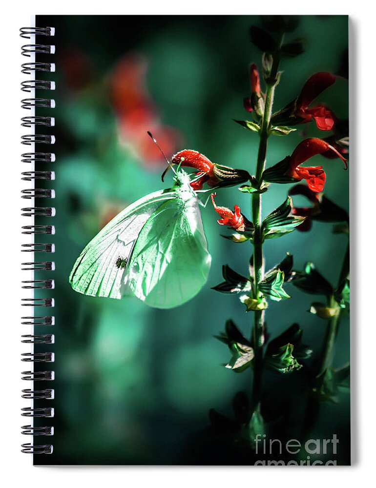 Butterfly Spiral Notebook featuring the photograph Moonlight butterfly by Gerald Kloss