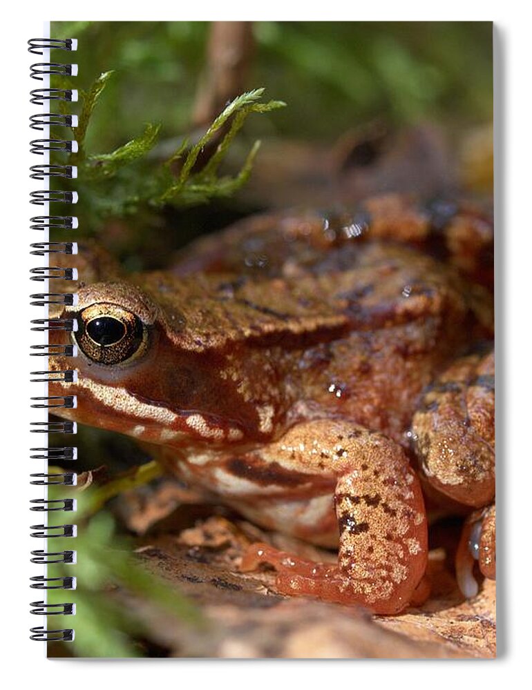 Lehtokukka Spiral Notebook featuring the photograph Moor Frog in September by Jouko Lehto