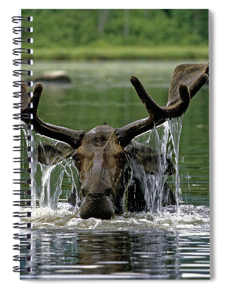 Moose Spiral Notebook featuring the photograph Moose, Baxter Sate Park, Maine by Kevin Shields