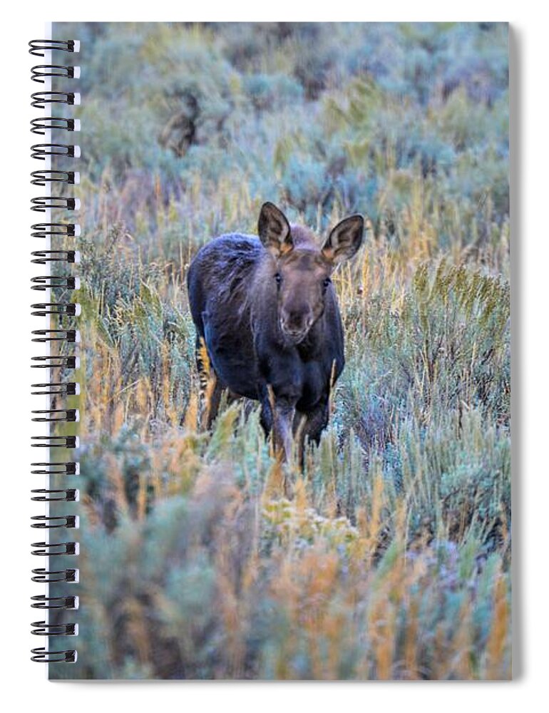 Grand Tetons Spiral Notebook featuring the photograph Moose calf in Grand Teton National Park by Marilyn Burton