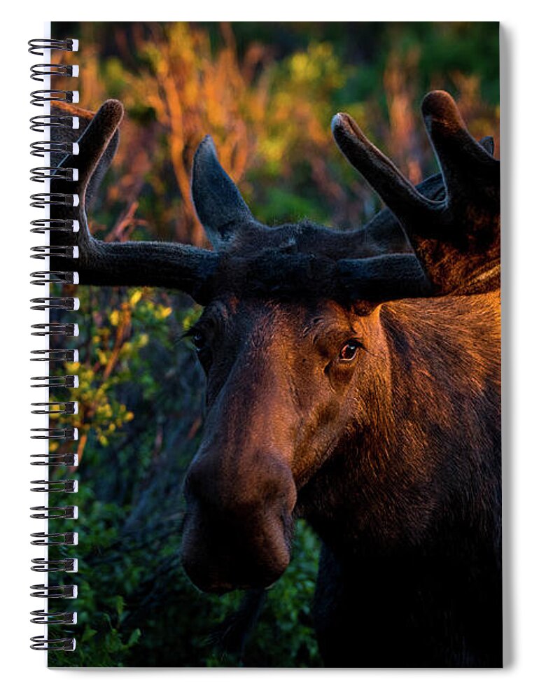 Colorado Spiral Notebook featuring the photograph Moose Sunrise by Gary Kochel