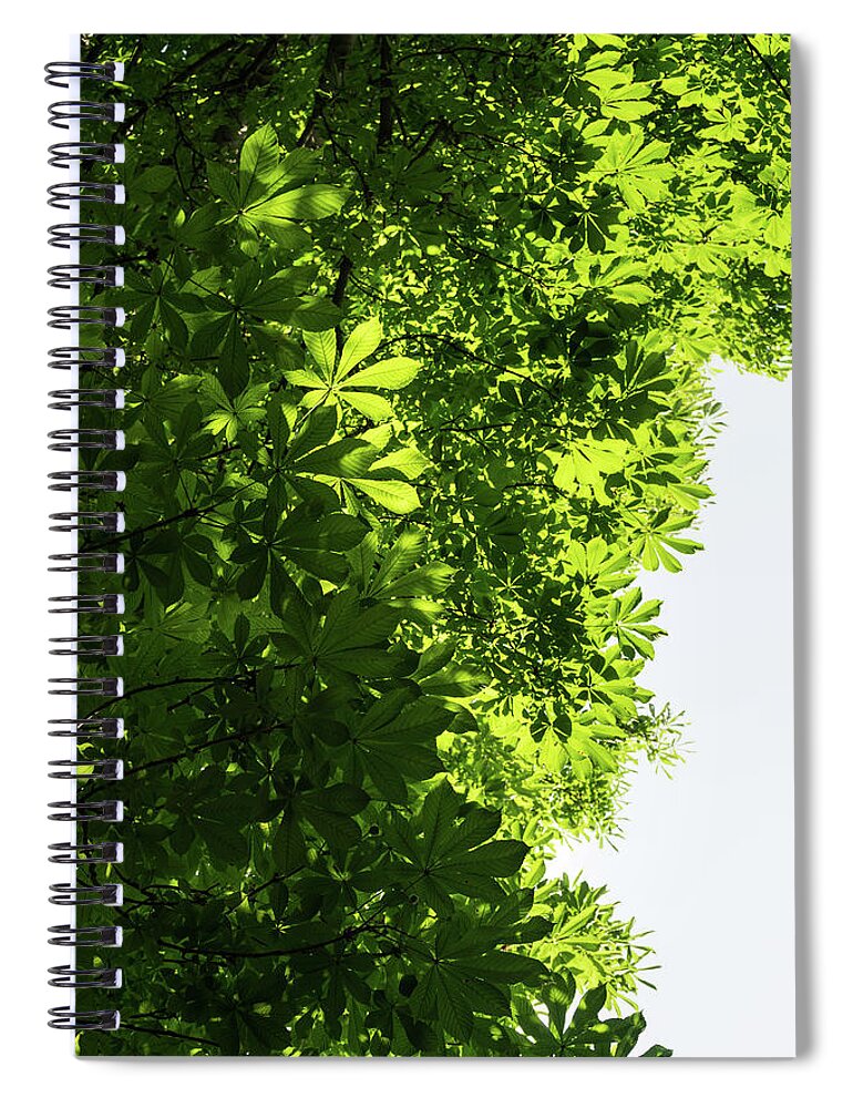 Georgia Mizuleva Spiral Notebook featuring the photograph More Than Fifty Shades Of Green - Sunlit Chestnut Leaves Patterns - Vertical Left Two by Georgia Mizuleva