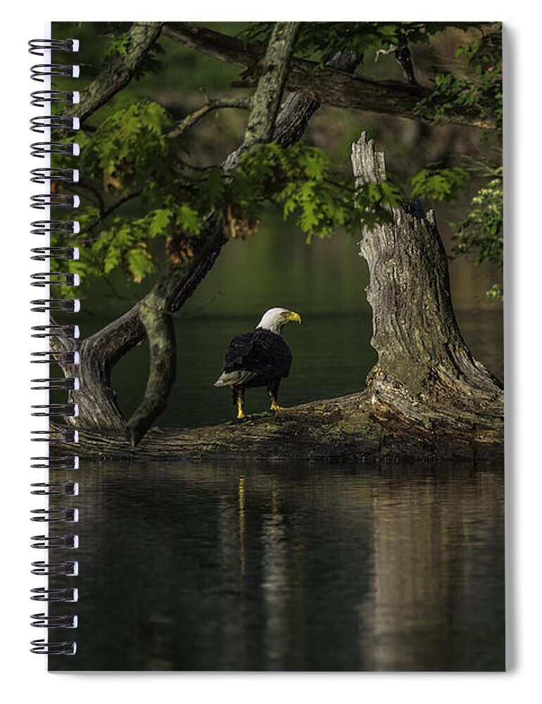Eagle Spiral Notebook featuring the photograph Morning Bath by Everet Regal