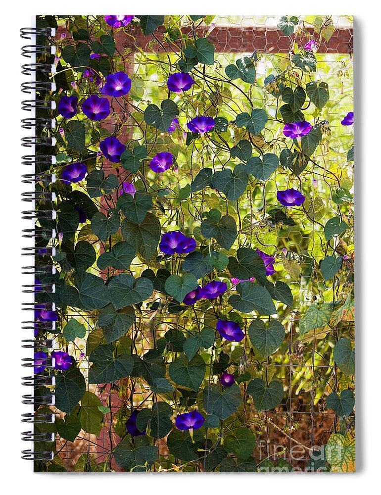 Purple Spiral Notebook featuring the photograph Morning Glories by Margie Hurwich