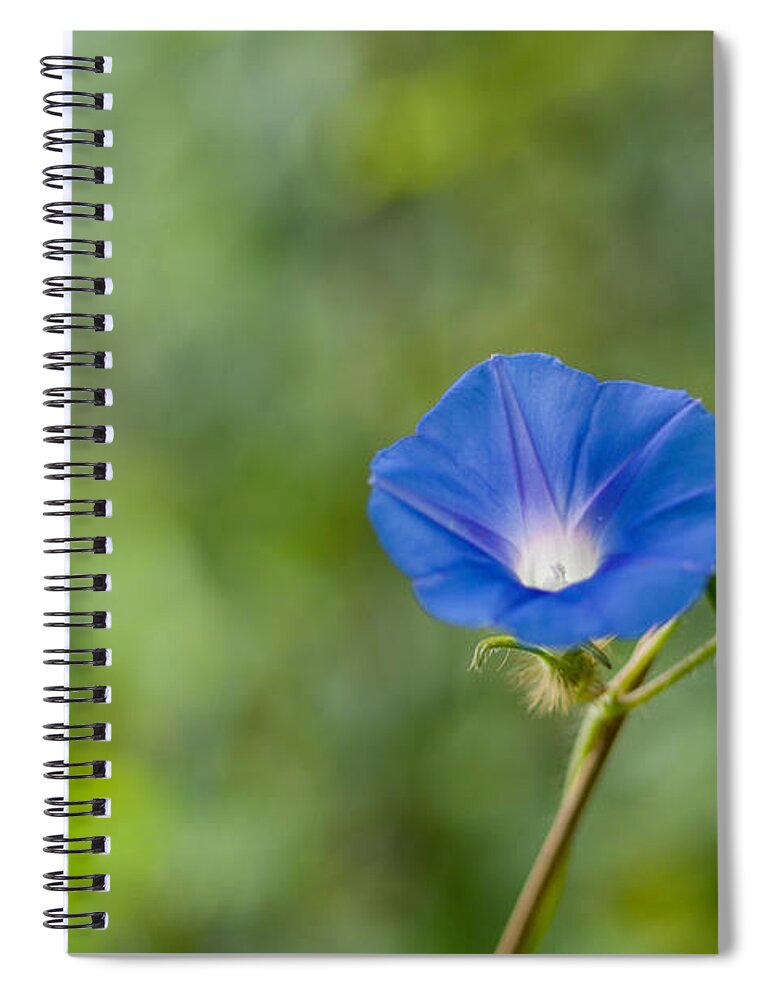 Da*55 1.4 Spiral Notebook featuring the photograph Morning Glory by Lori Coleman