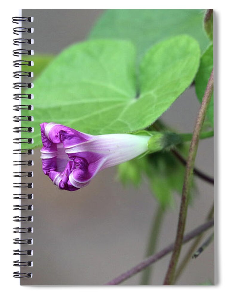 Morning Glory Spiral Notebook featuring the photograph Morning Glory Opening by Jackson Pearson