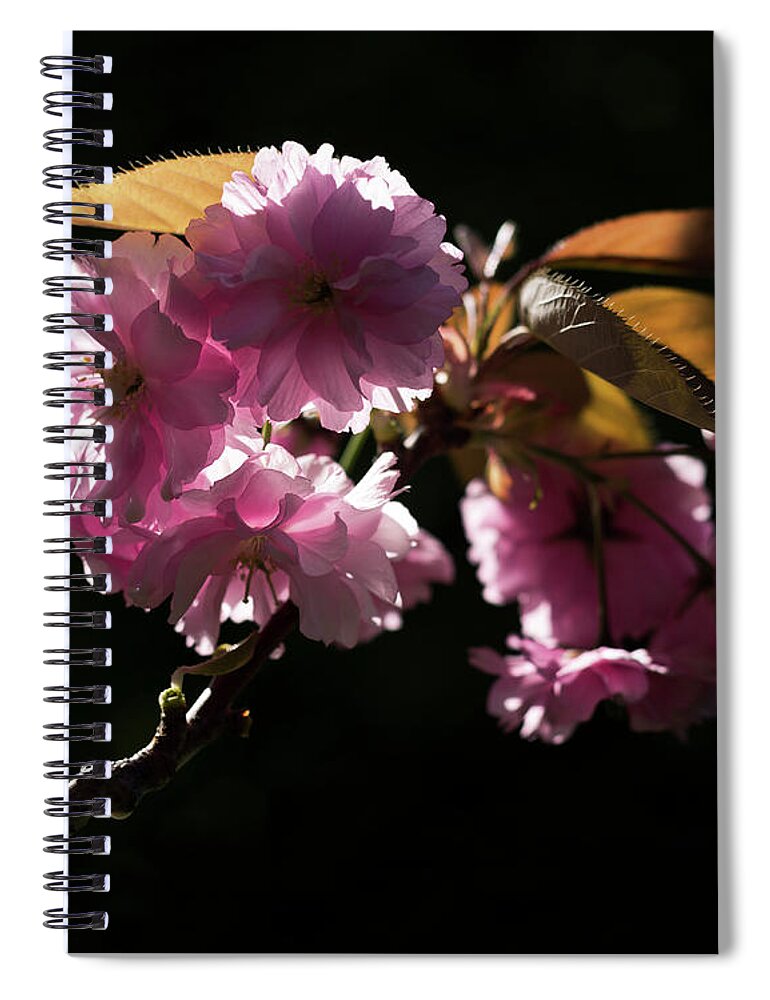 Nature Spiral Notebook featuring the photograph Morning light by Helga Novelli