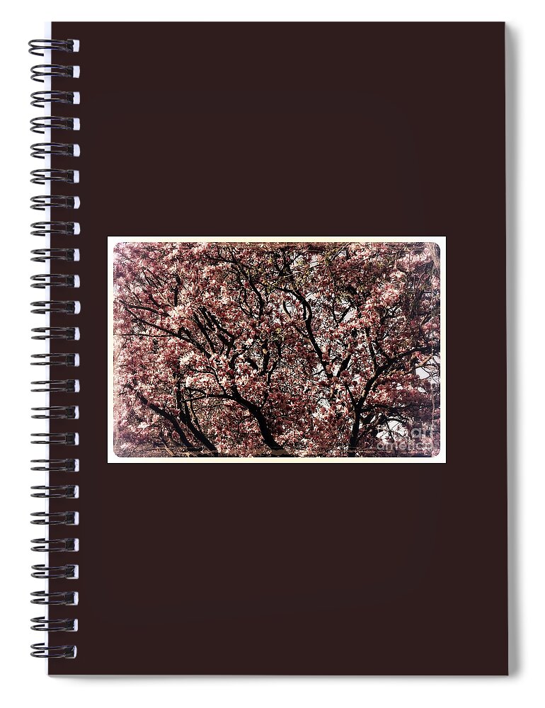 Midwest Spiral Notebook featuring the photograph Morning Light Magnolia - Border by Frank J Casella
